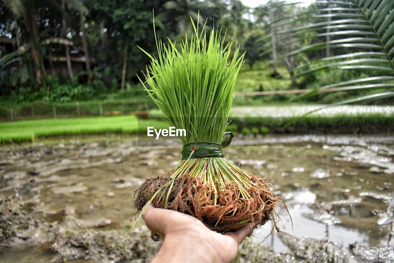 Cropped hand of farmer holding rice crops at farm