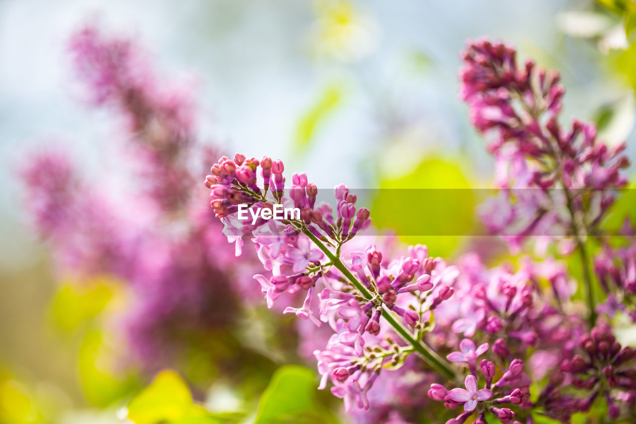 CLOSE-UP OF PINK CHERRY BLOSSOMS ON PLANT