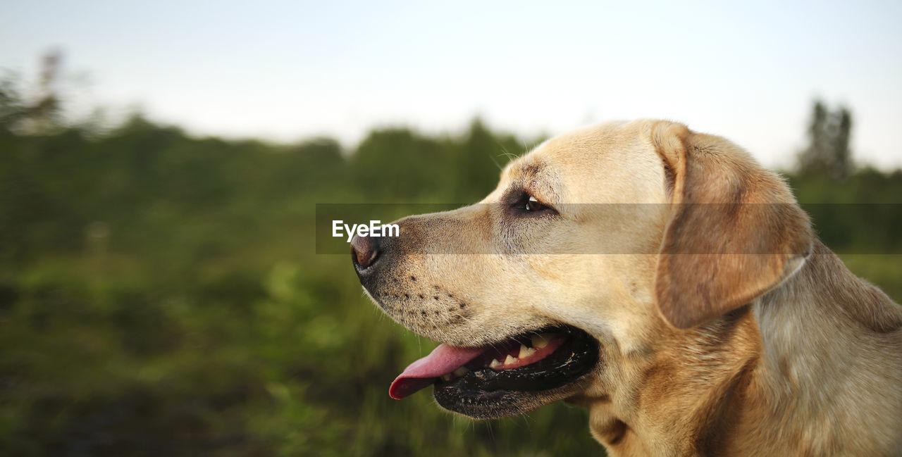 CLOSE-UP OF DOG LOOKING AWAY AGAINST BLURRED BACKGROUND