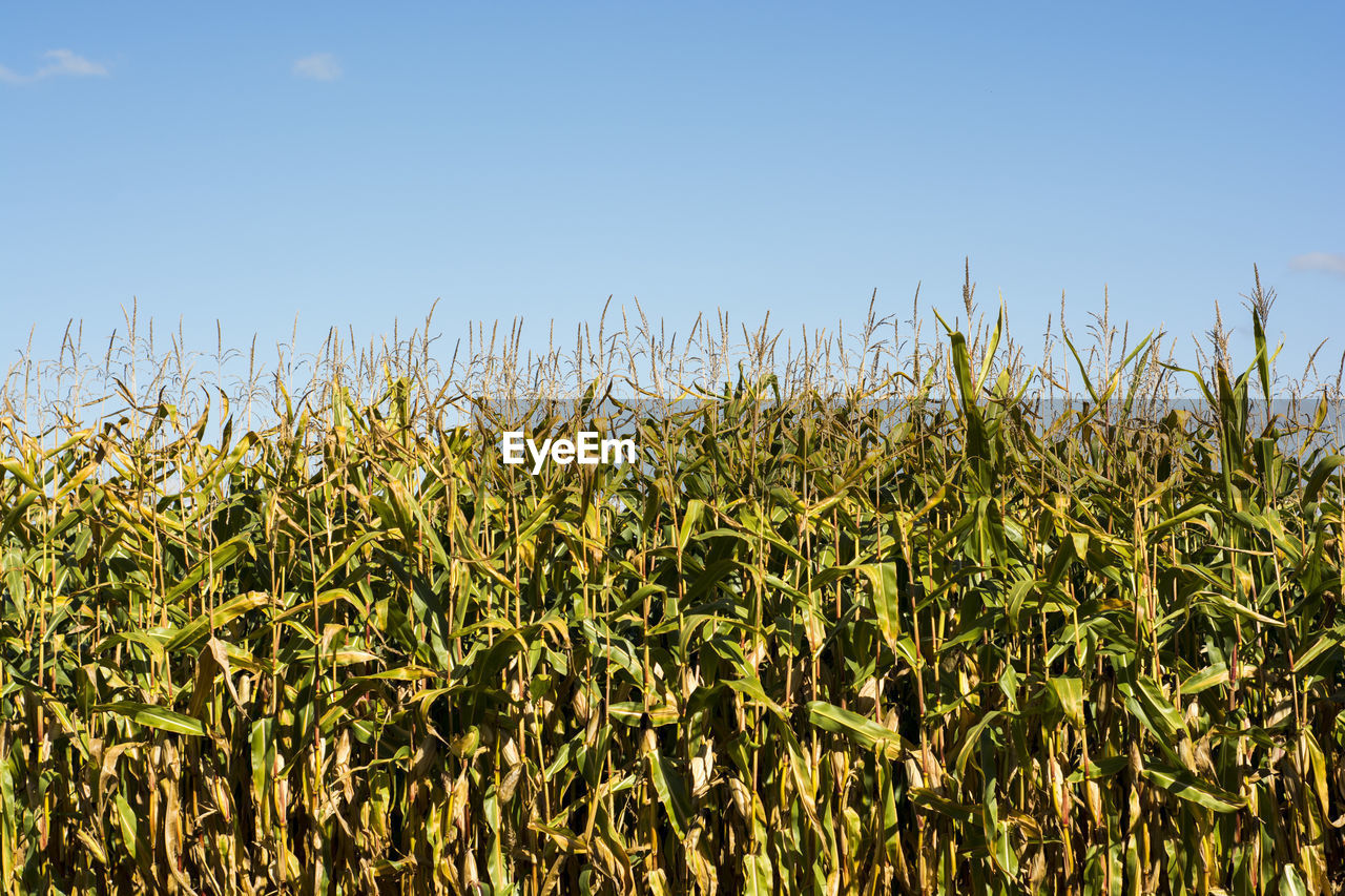 Crops growing on field against clear sky