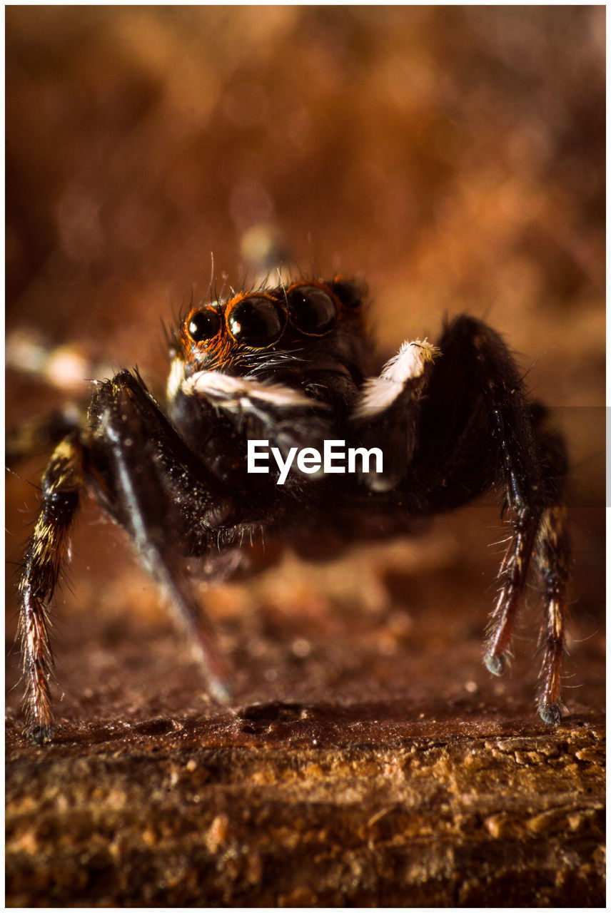 Close-up of jumping spider on field