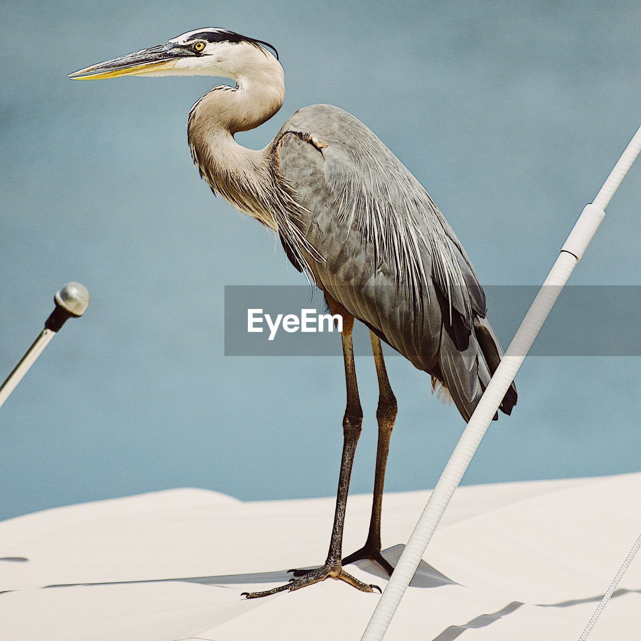 Bird on boat in water