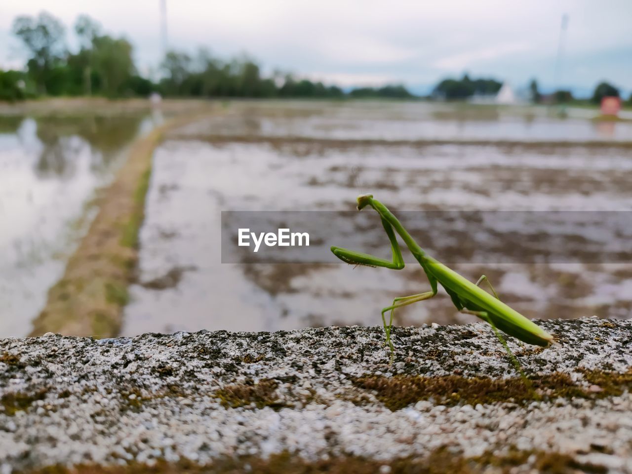 nature, water, green, animal themes, animal, animal wildlife, one animal, day, no people, selective focus, wildlife, focus on foreground, leaf, plant, grass, outdoors, environment, sky, close-up, land, shore, beauty in nature, reptile