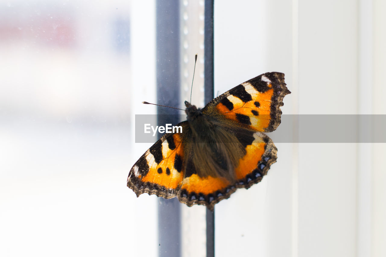 Close-up of butterfly on glass window