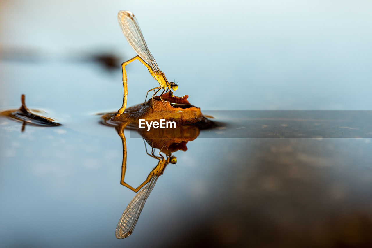 macro photography, animal themes, animal, close-up, water, animal wildlife, insect, nature, wildlife, leaf, one animal, no people, reflection, animal body part, outdoors, lake, yellow, animal wing, focus on foreground, day