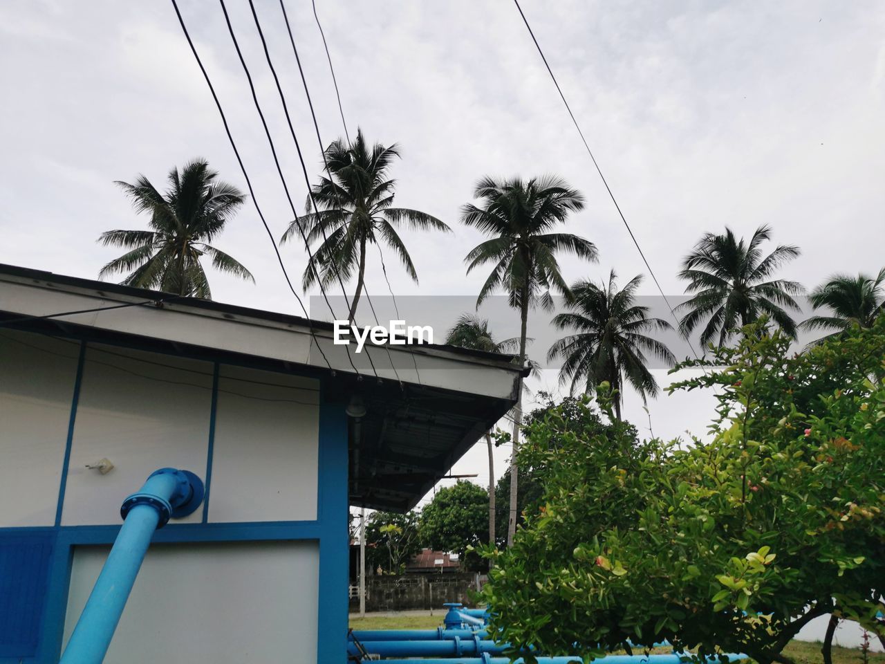 LOW ANGLE VIEW OF PALM TREES AND BUILDING