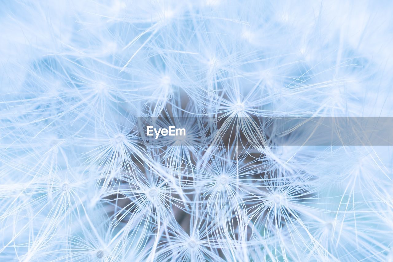 Close-up of dandelion on plant
