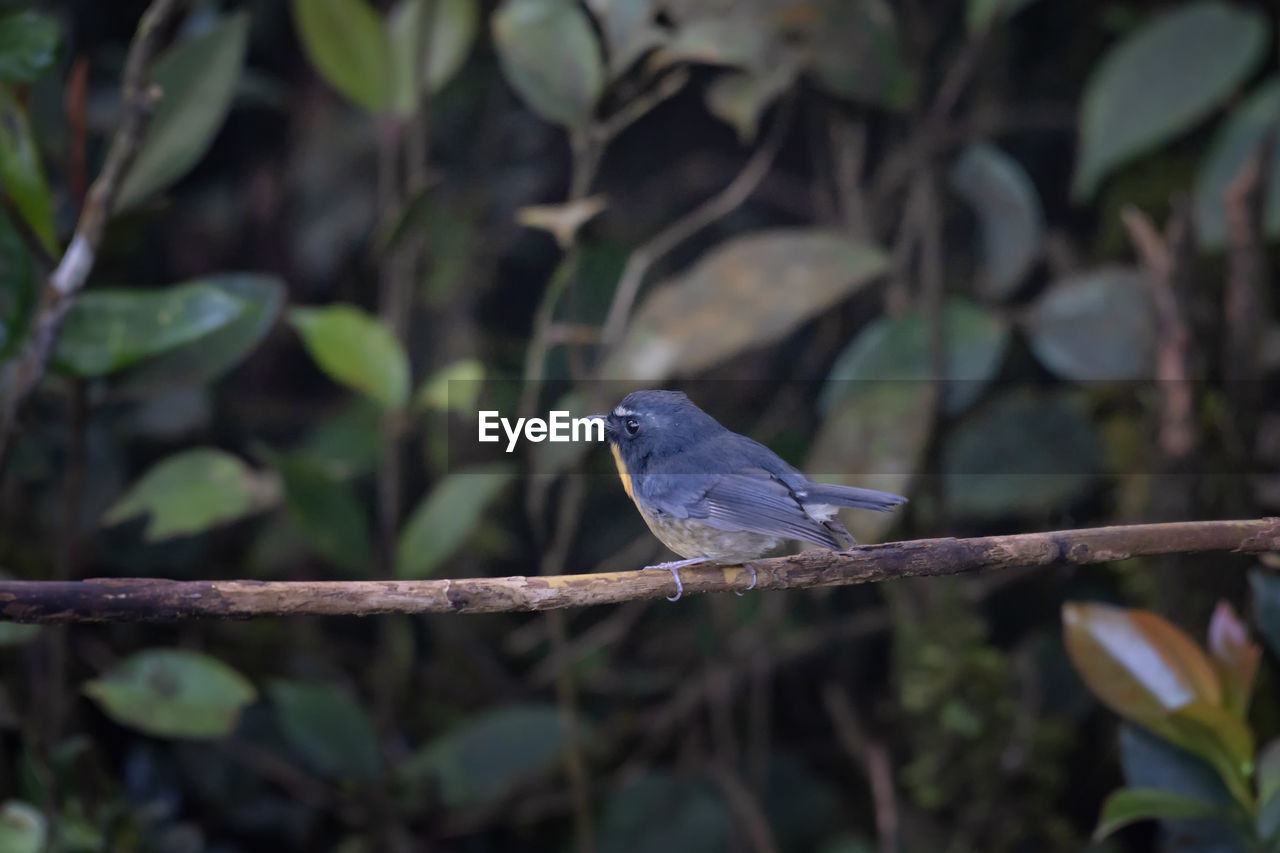 BIRD PERCHING ON A BRANCH