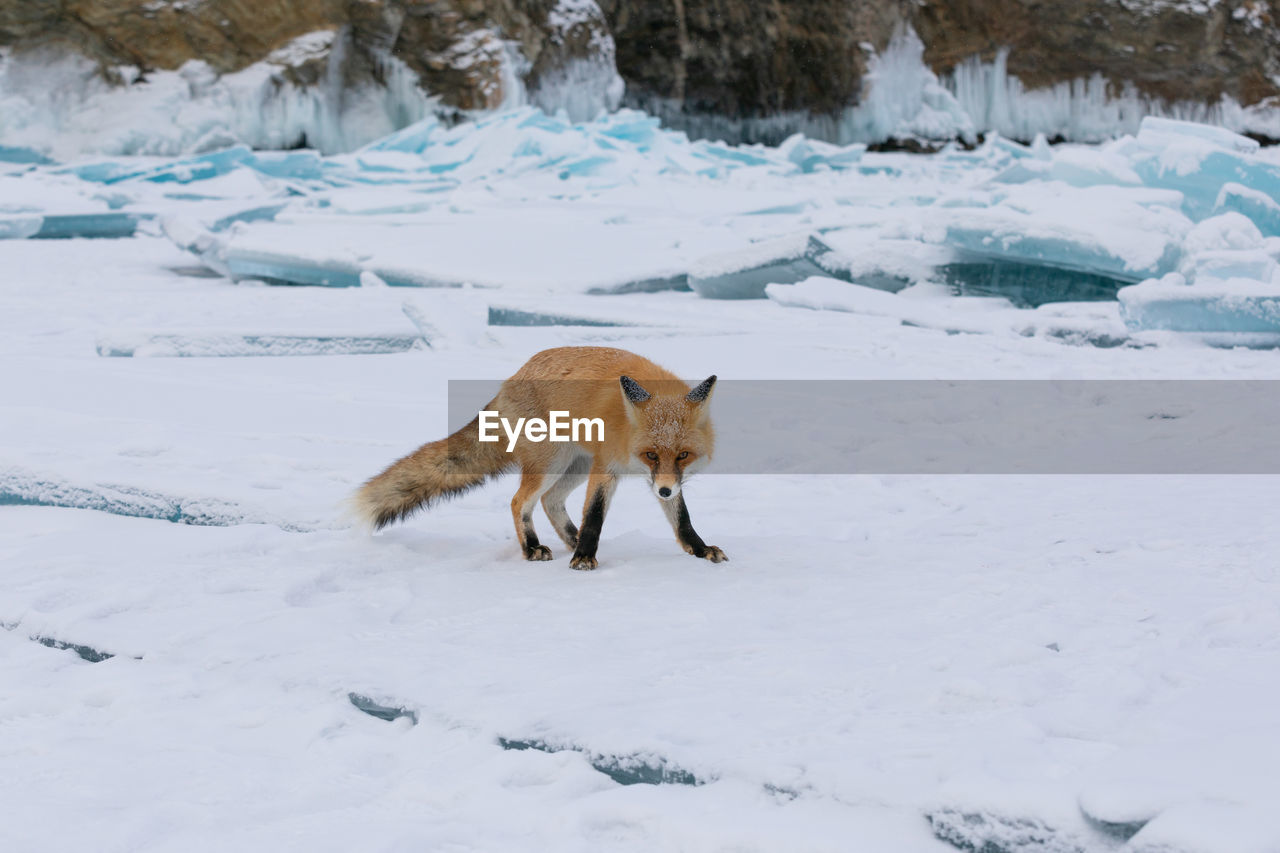 animal, animal themes, snow, cold temperature, winter, mammal, animal wildlife, wildlife, one animal, nature, full length, no people, fox, environment, ice, tundra, side view, walking, frozen, animals hunting, landscape, white, outdoors, beauty in nature, day, polar climate