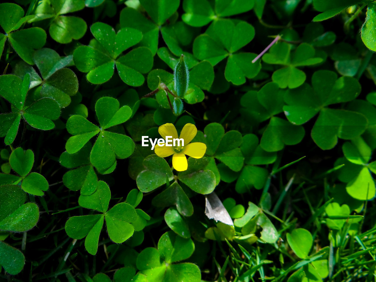 HIGH ANGLE VIEW OF FLOWERING PLANTS AND GREEN LEAVES