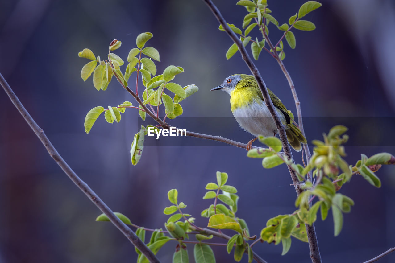 BIRD PERCHING ON A BRANCH