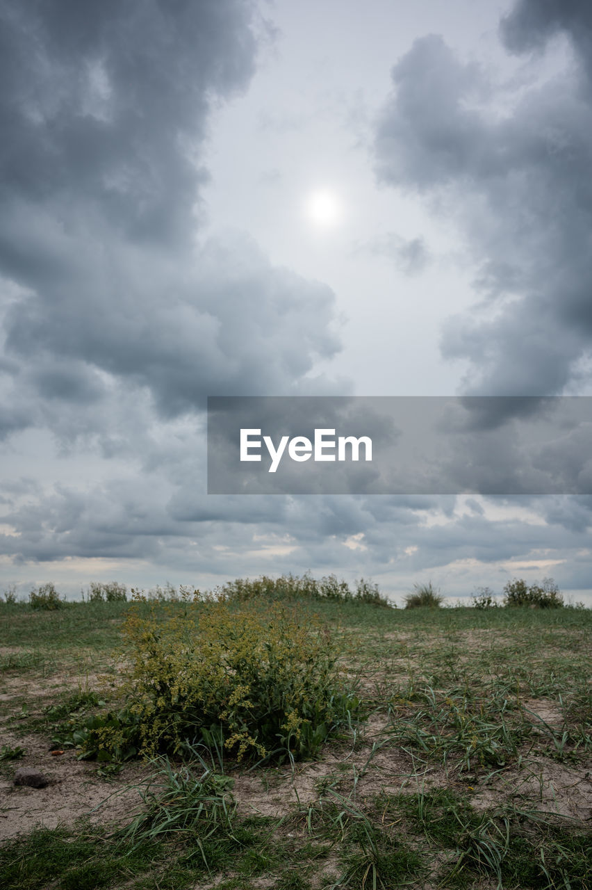 sky, cloud, nature, environment, landscape, plant, horizon, land, beauty in nature, grass, no people, sunlight, scenics - nature, field, storm, hill, tree, cloudscape, dramatic sky, outdoors, rural area, day, storm cloud, overcast, tranquility, wind, natural environment, growth, soil, non-urban scene