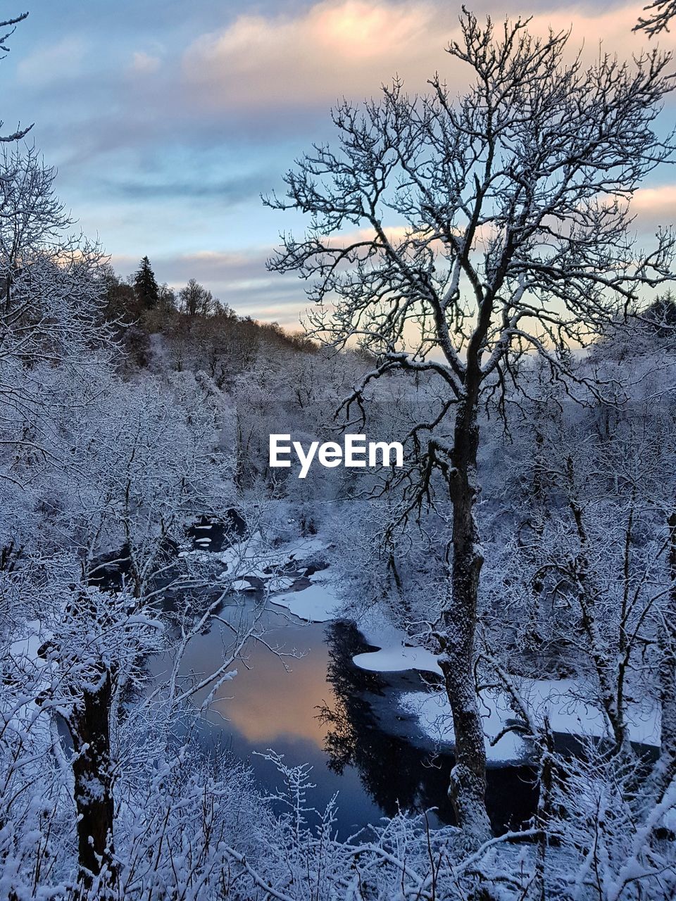 BARE TREES ON SNOW COVERED LANDSCAPE