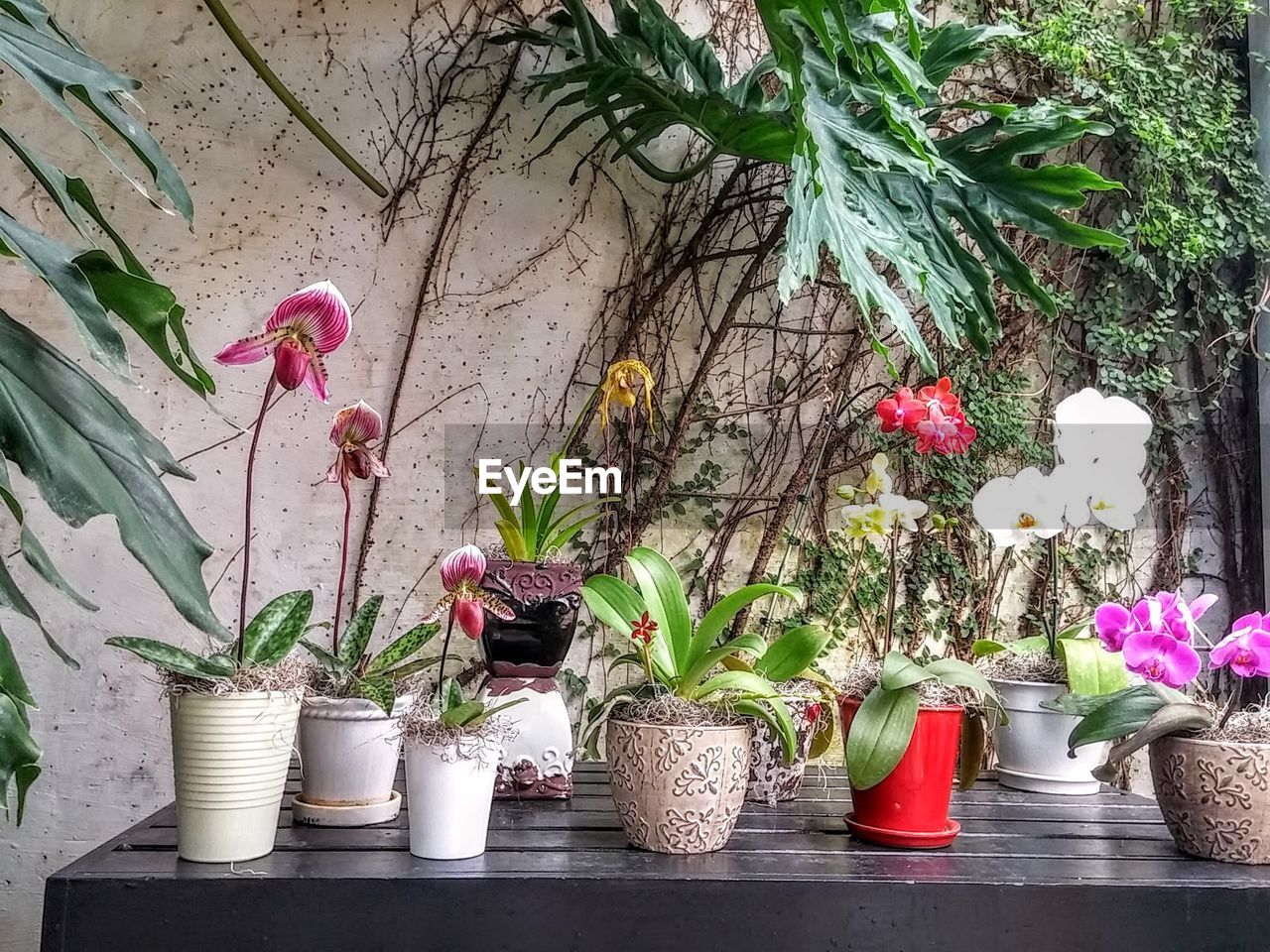 Various potted flowering plants on table