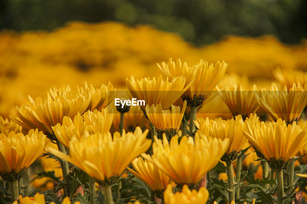 CLOSE-UP OF INSECT ON YELLOW FLOWERING PLANT