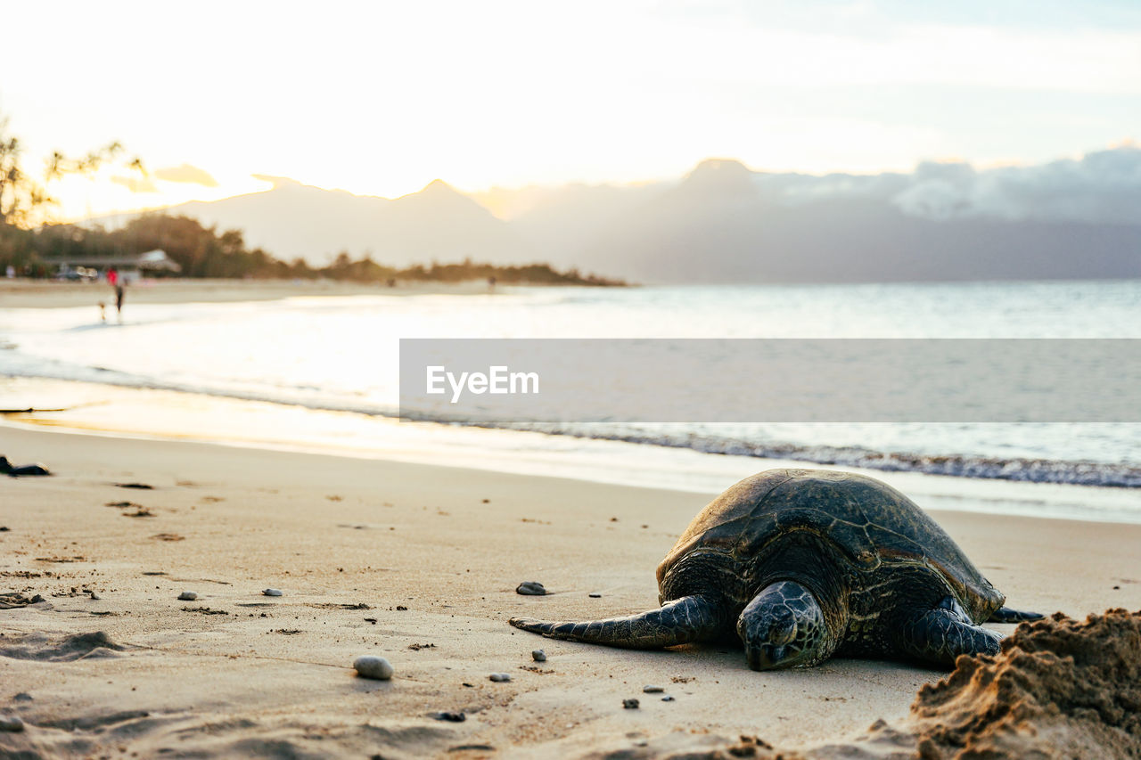 Sleeping sea turtle on brennecke's beach in maui, hawaii.