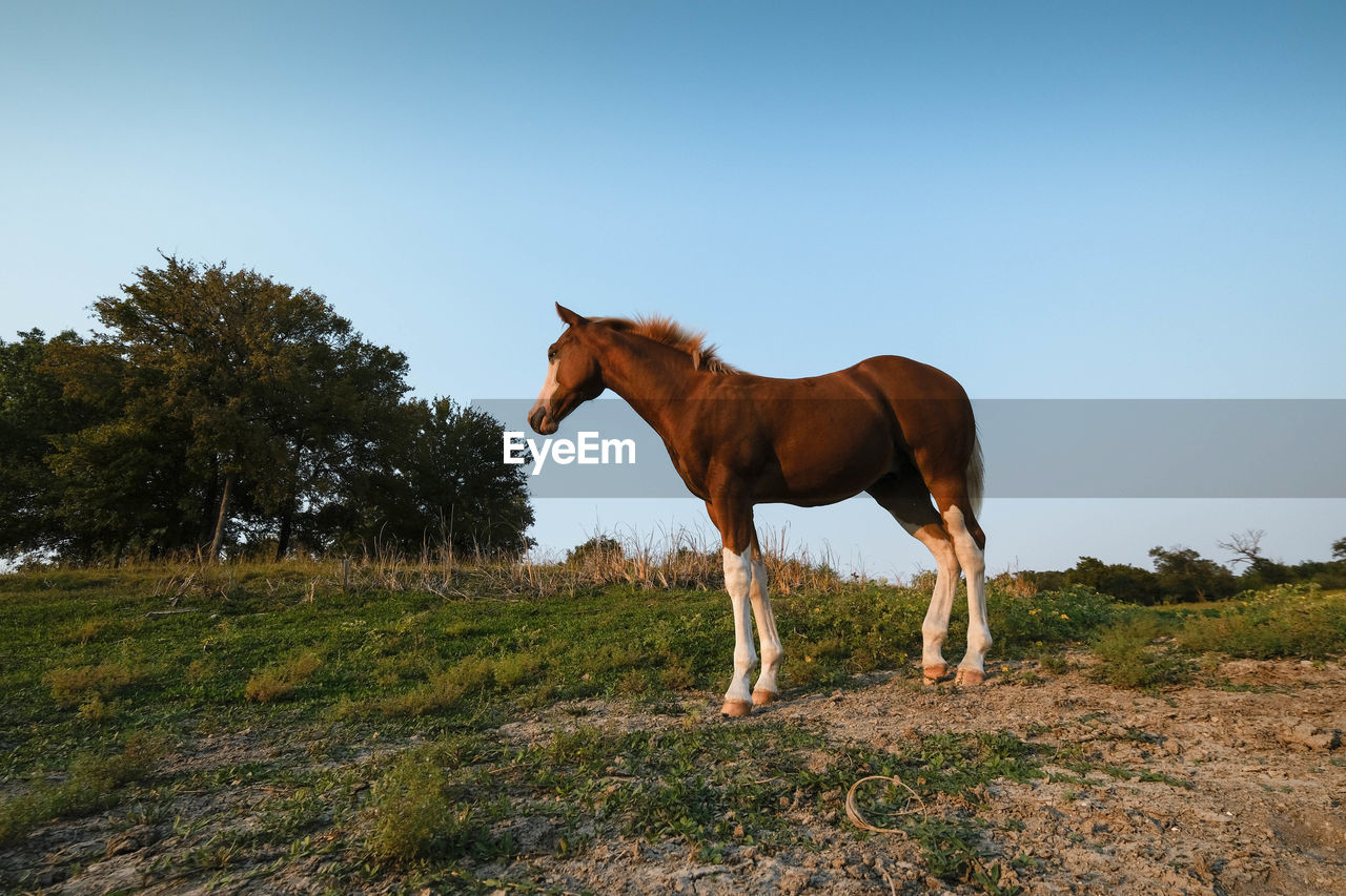 HORSE STANDING ON FIELD