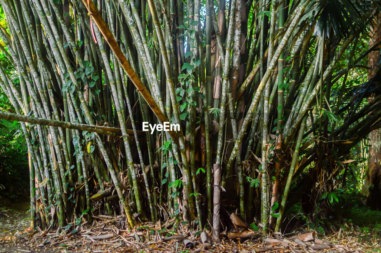 TREES GROWING IN FOREST