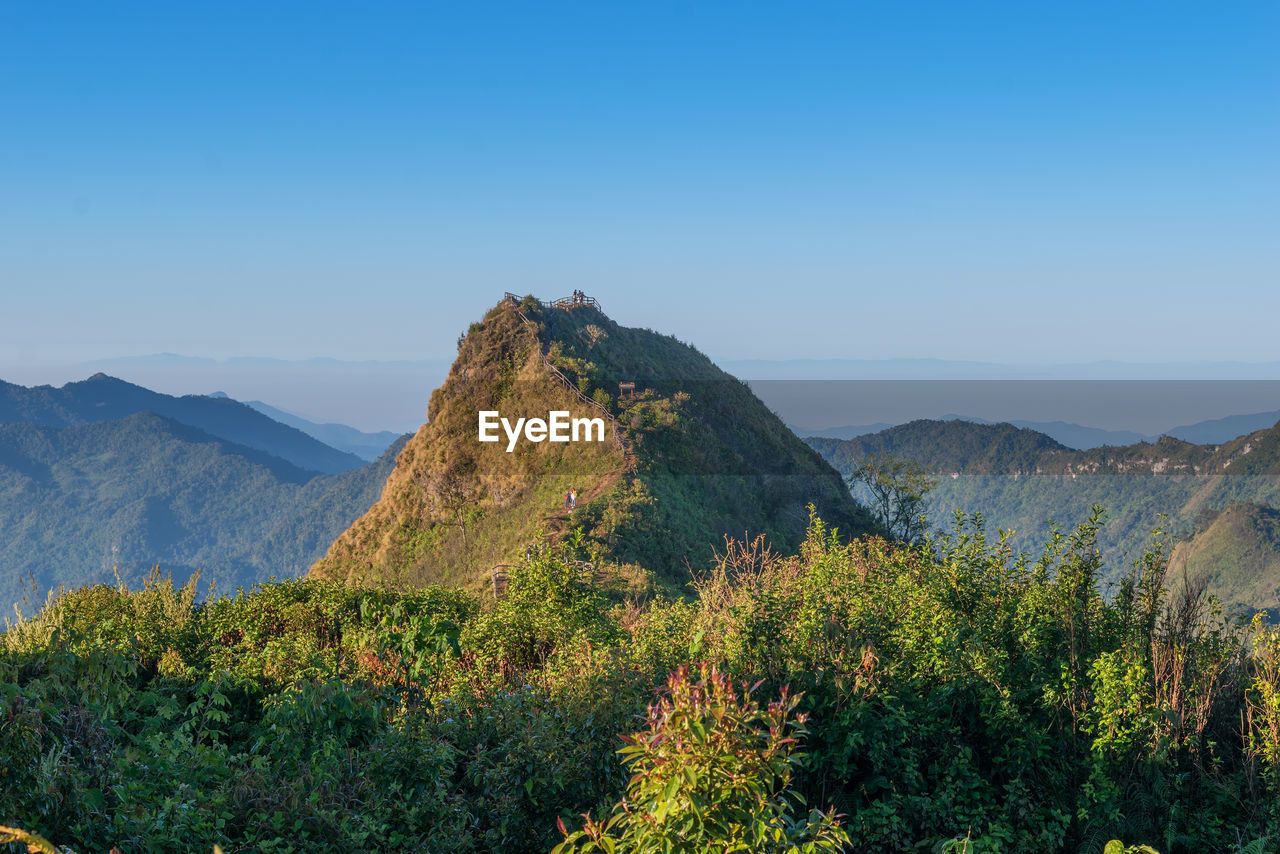 PLANTS ON MOUNTAIN AGAINST CLEAR BLUE SKY