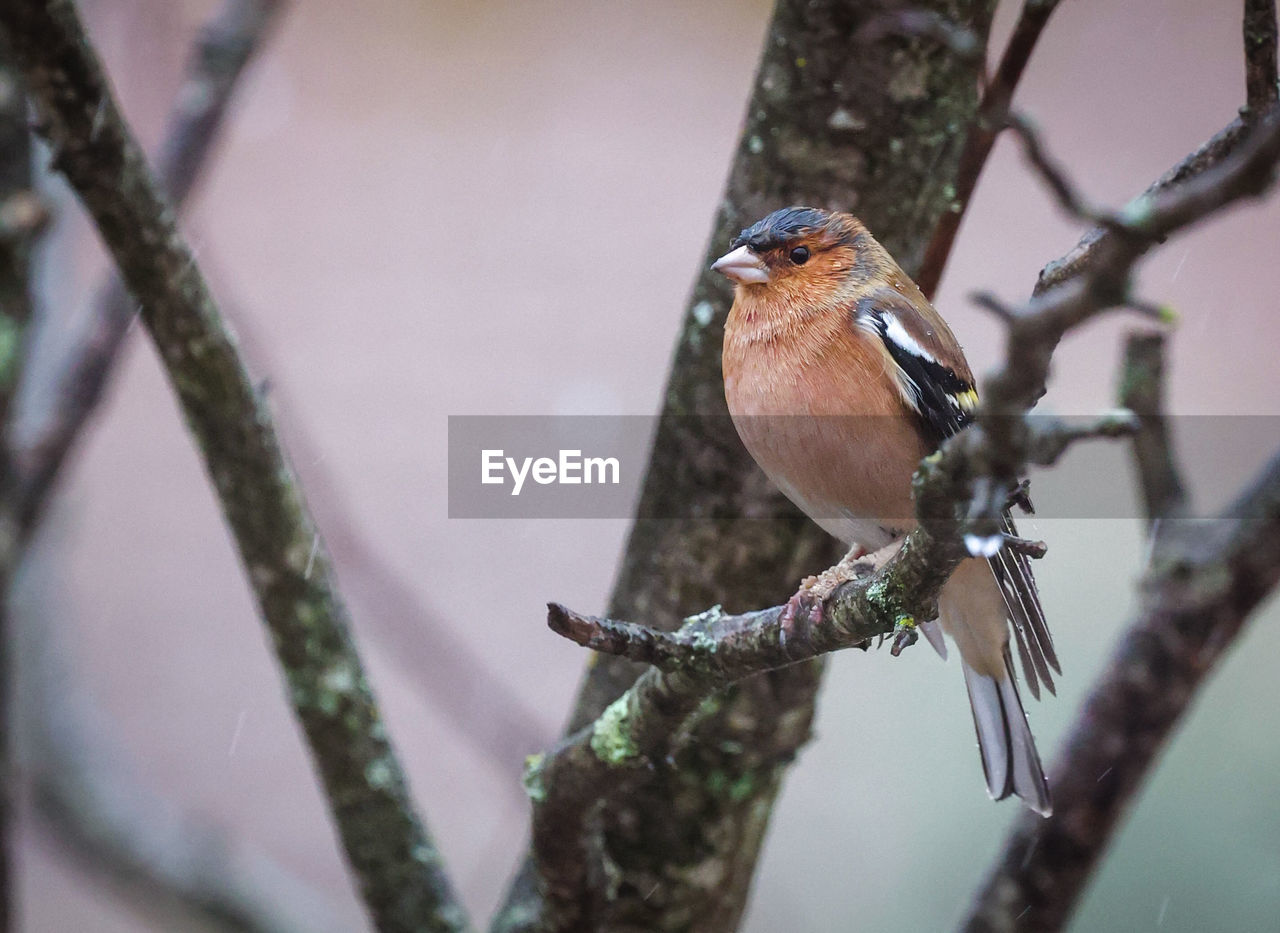 animal themes, animal, animal wildlife, bird, tree, nature, wildlife, branch, perching, close-up, plant, one animal, beak, no people, selective focus, beauty in nature, outdoors, focus on foreground, day