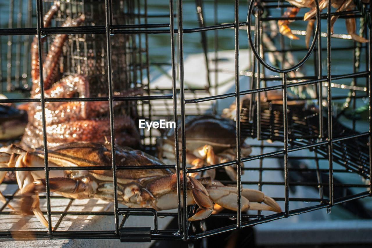 Close-up of crabs in cage