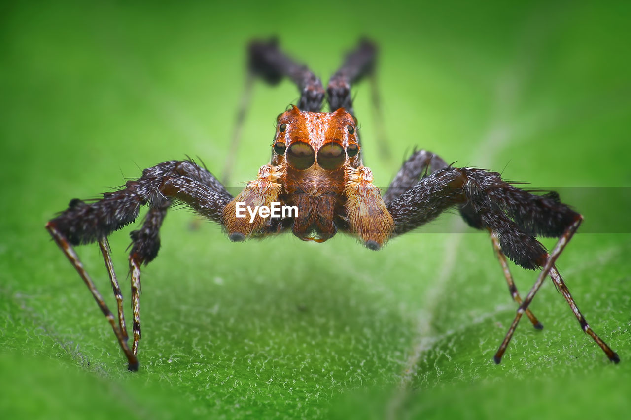 CLOSE-UP OF SPIDER ON PLANT