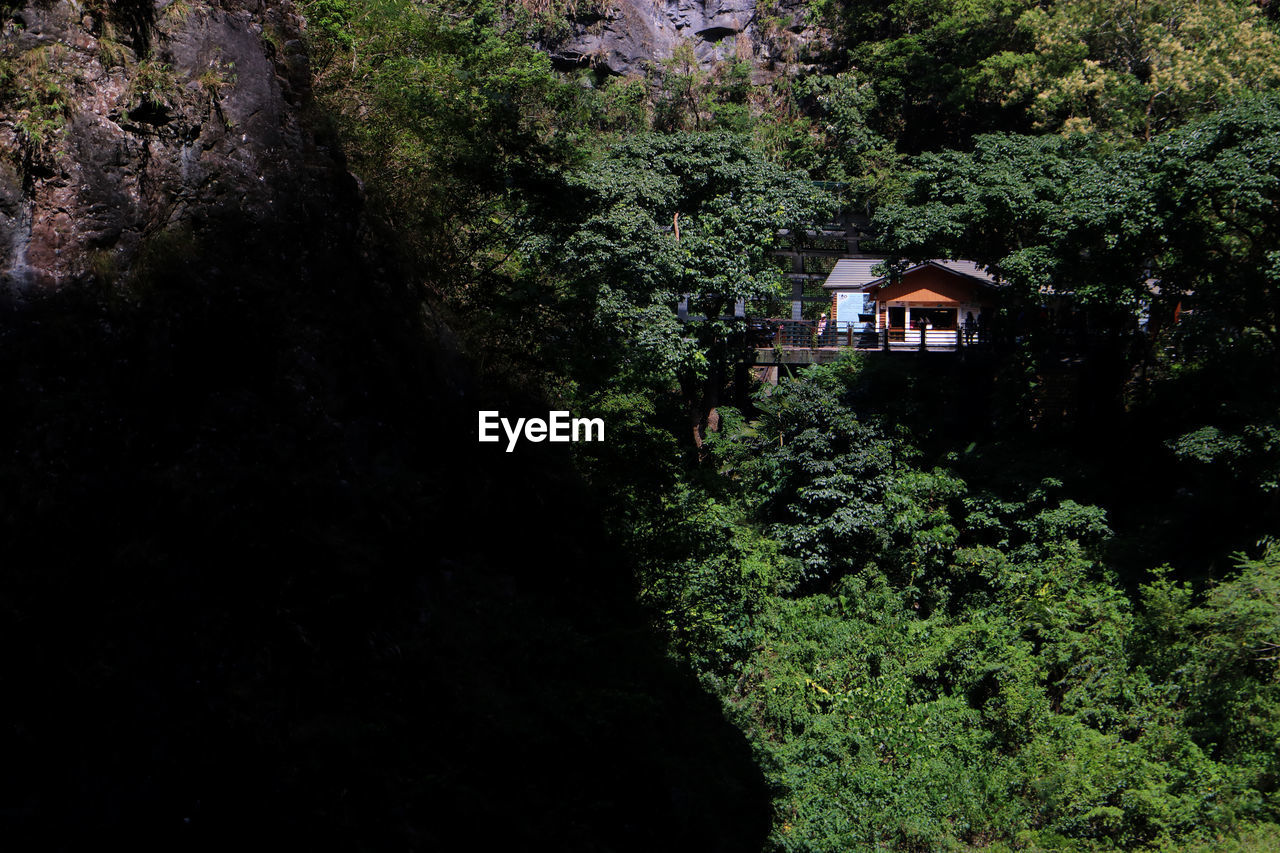 HOUSE AMIDST TREES AND PLANTS GROWING ON FIELD IN FOREST