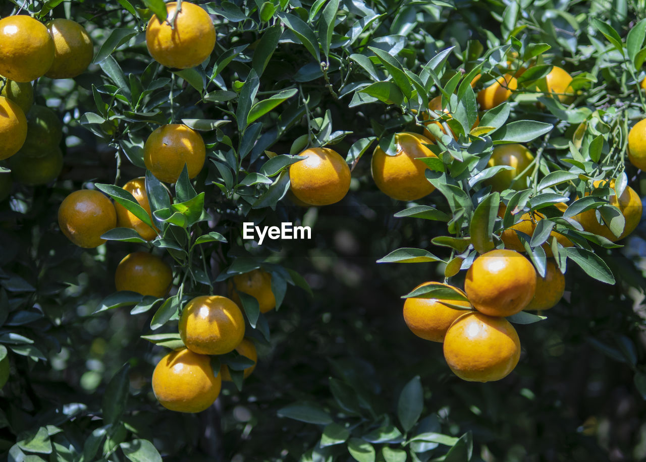 Background orange farm ready to harvest