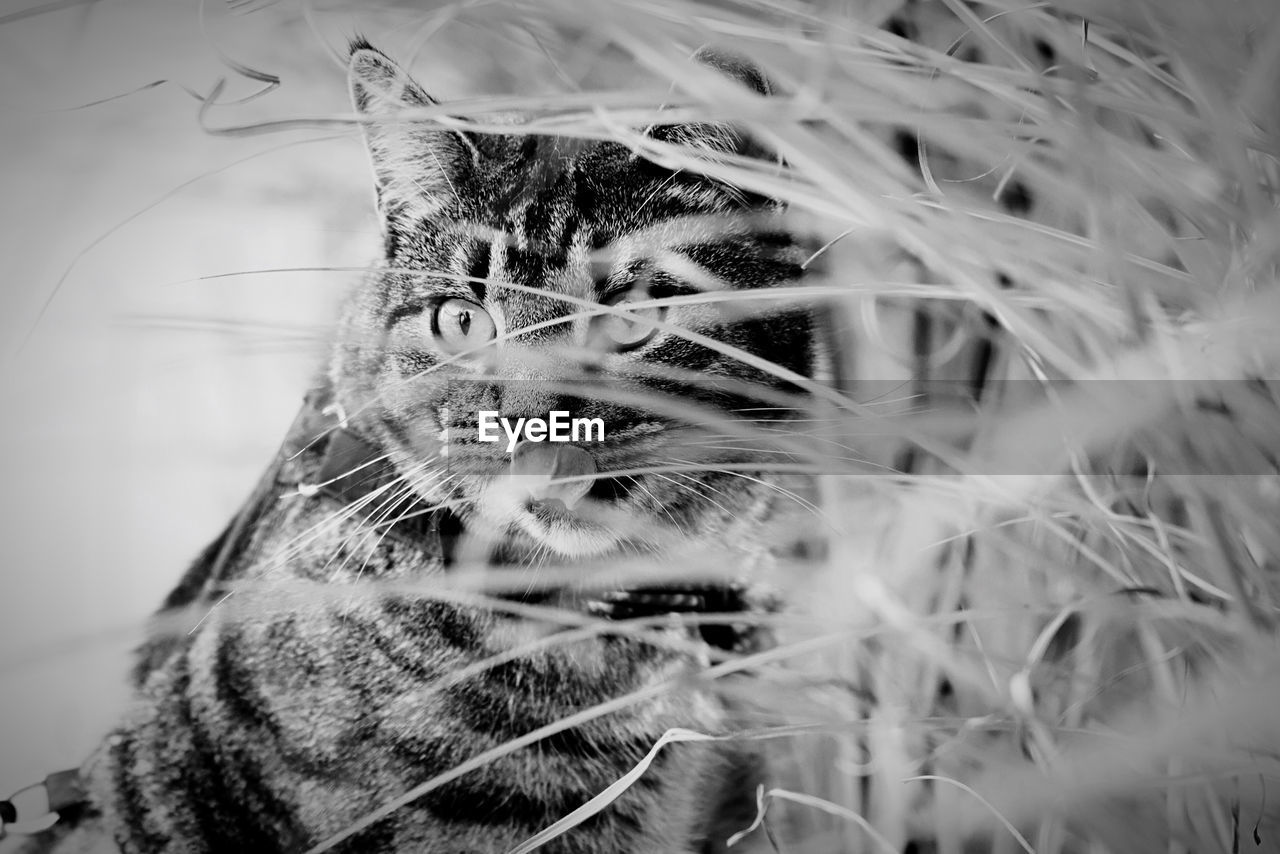 Close-up portrait of a cat