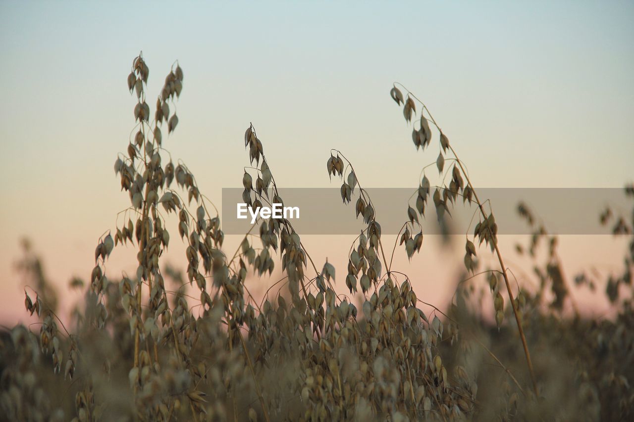 Close-up of plants growing on field