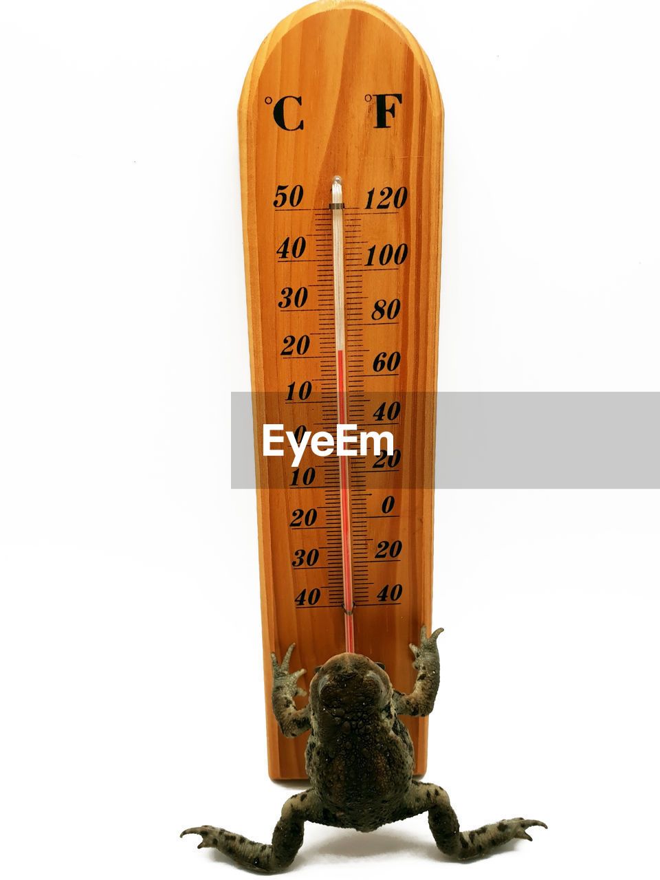Close-up of frog and thermometer on white background