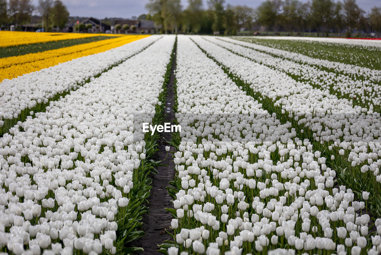  tulip fields are in full bloom in the colors white and yellow  in the province of drenthe.
