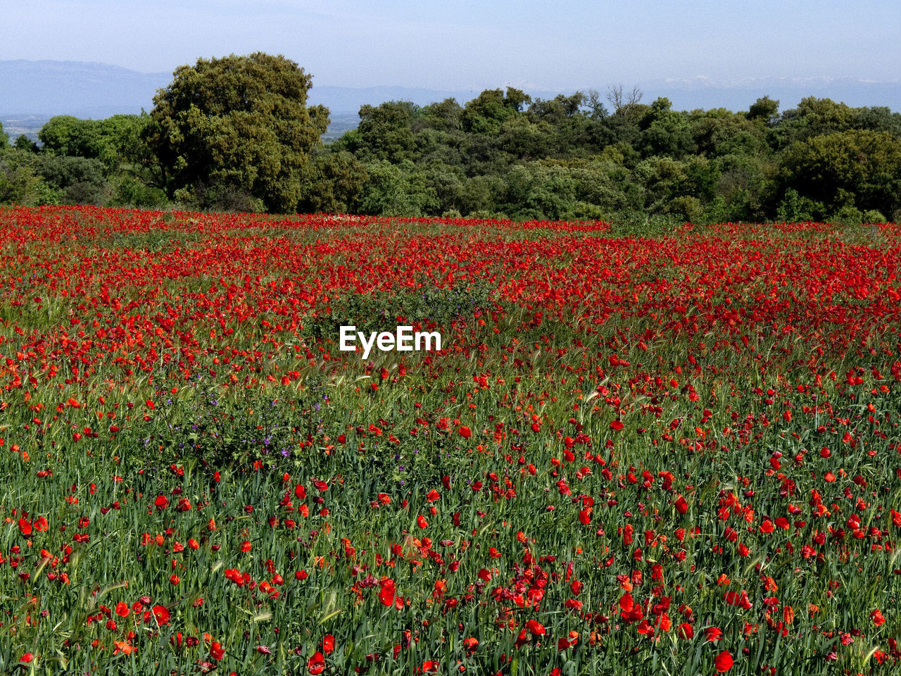 RED POPPY FLOWERS IN FIELD