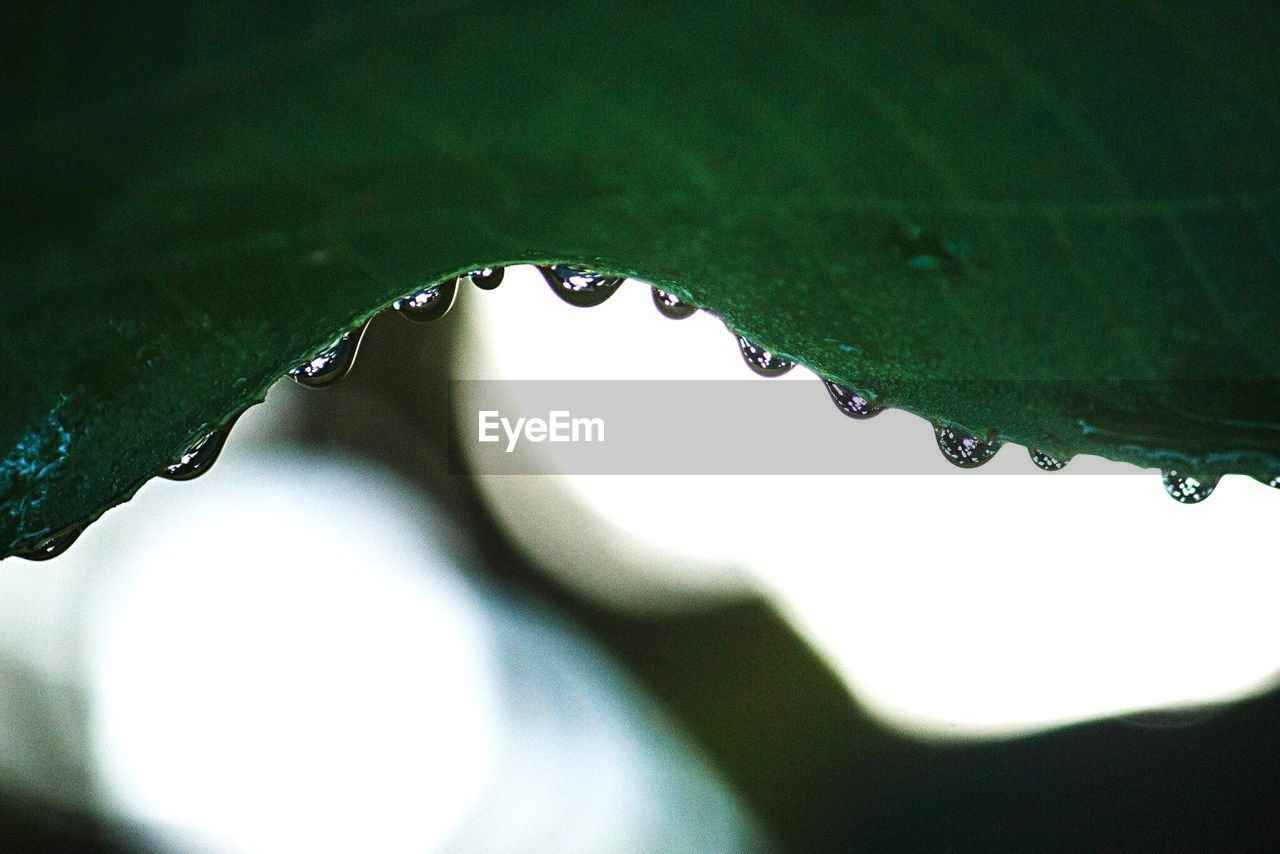 EXTREME CLOSE UP OF WATER DROPS ON LEAF