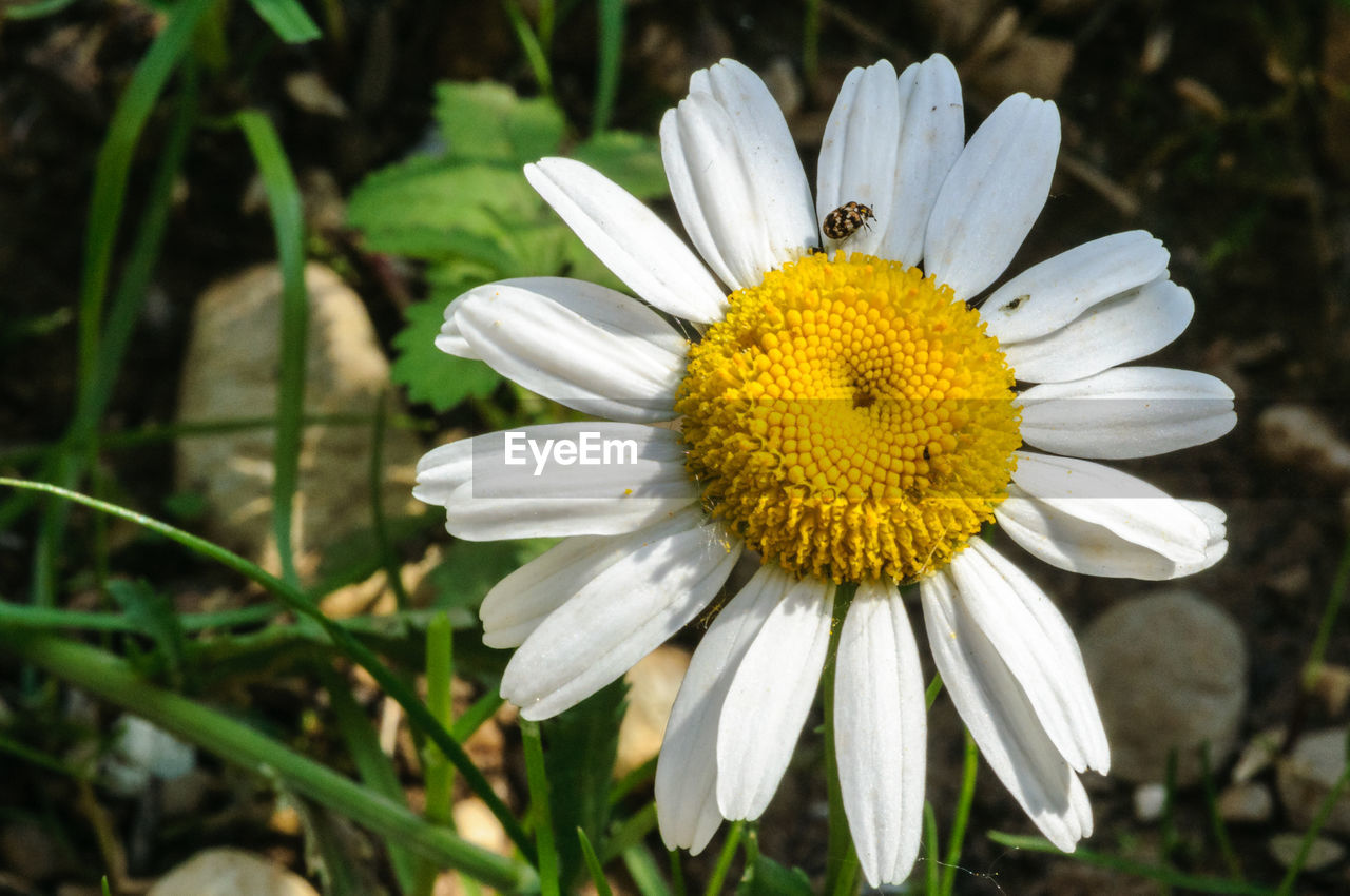 CLOSE-UP OF WHITE YELLOW FLOWER BLOOMING OUTDOORS