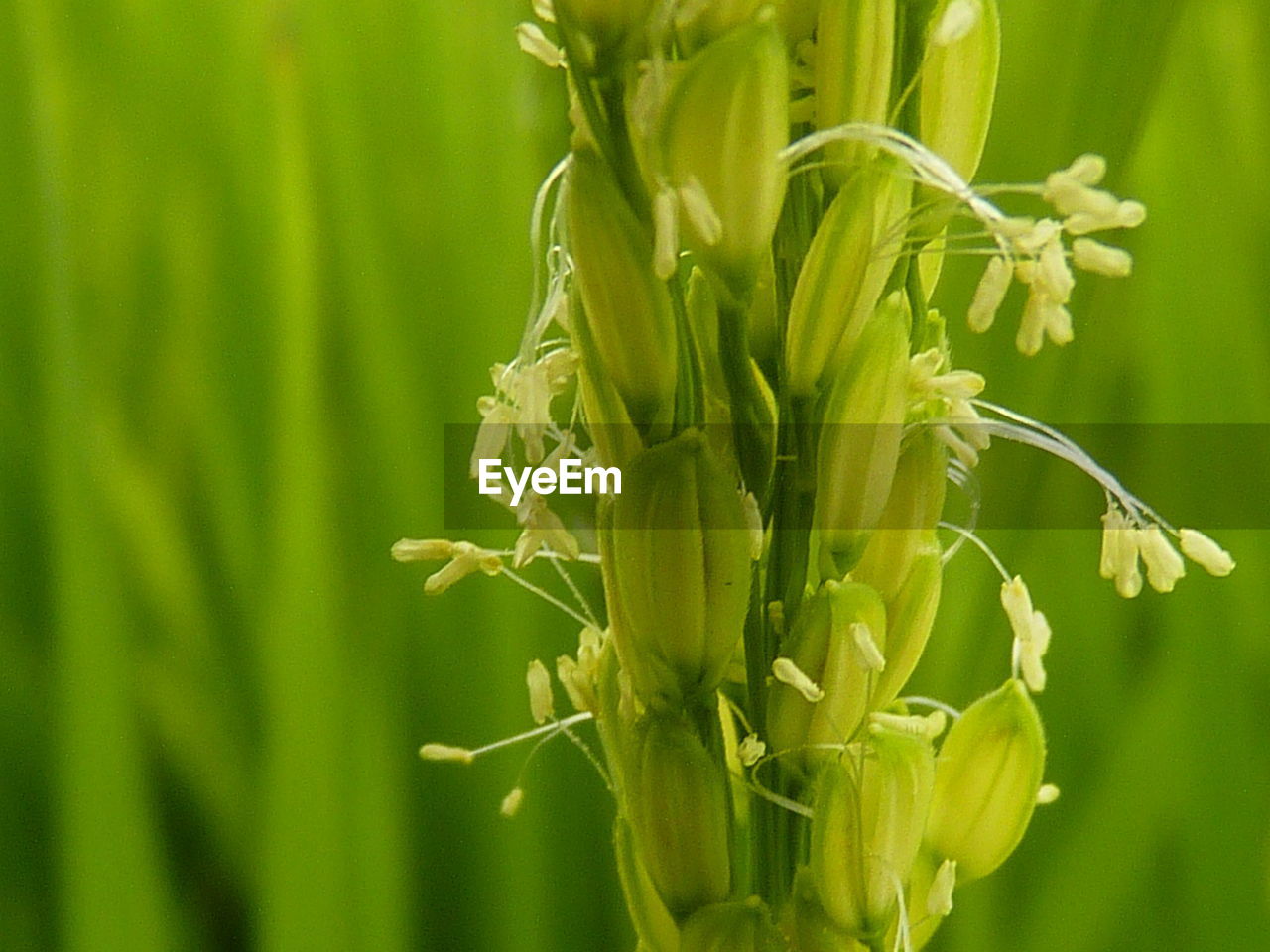 Close-up of flowering plant