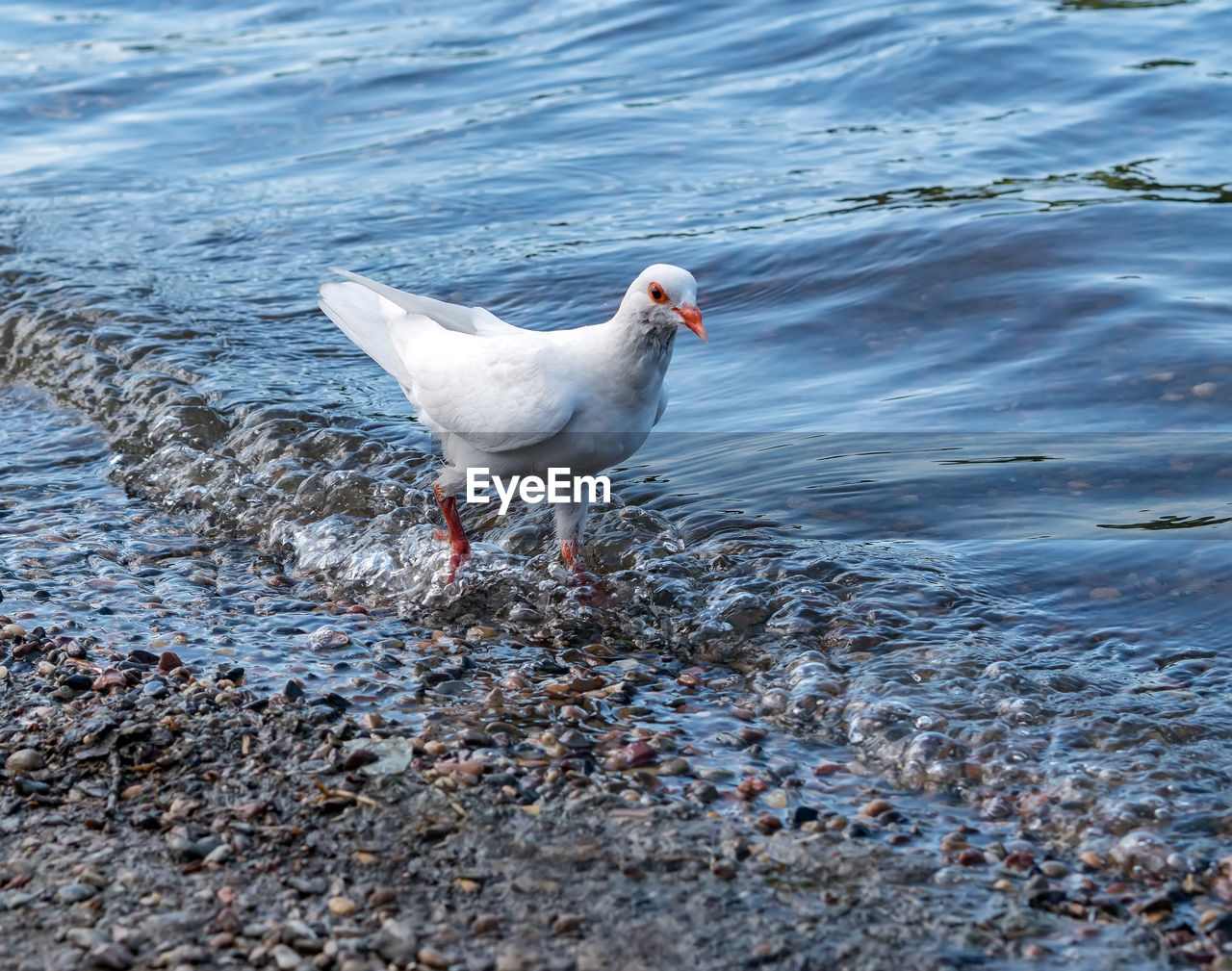 animal themes, animal, bird, water, animal wildlife, wildlife, sea, one animal, gull, nature, seagull, no people, seabird, shore, day, beach, outdoors, european herring gull, beak, white