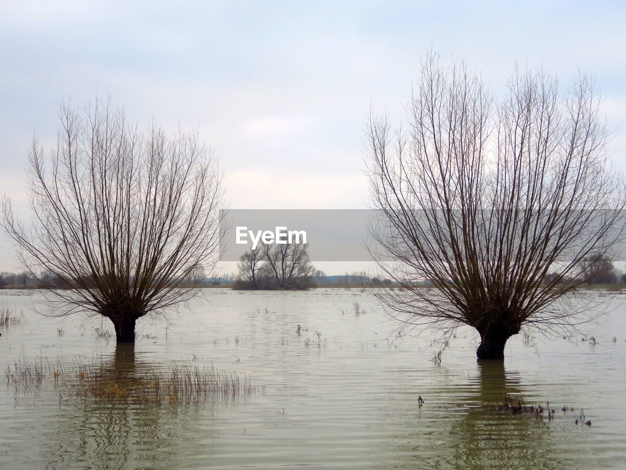 BARE TREES IN LAKE AGAINST SKY