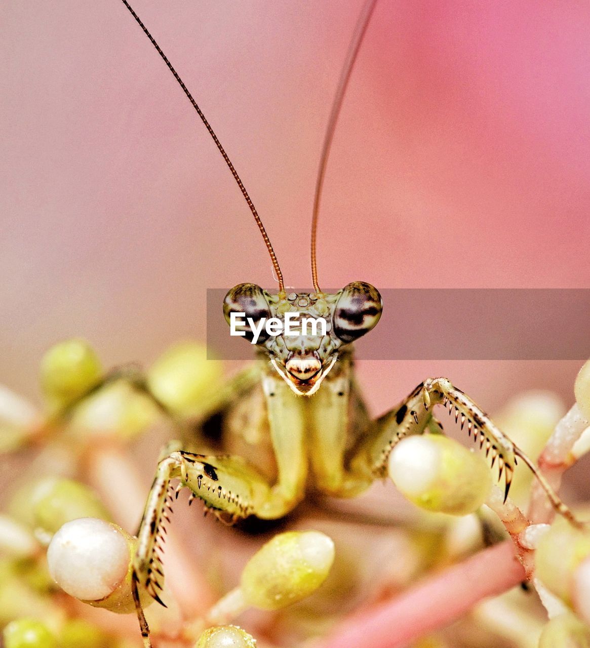 Close-up of mantis insect on flower