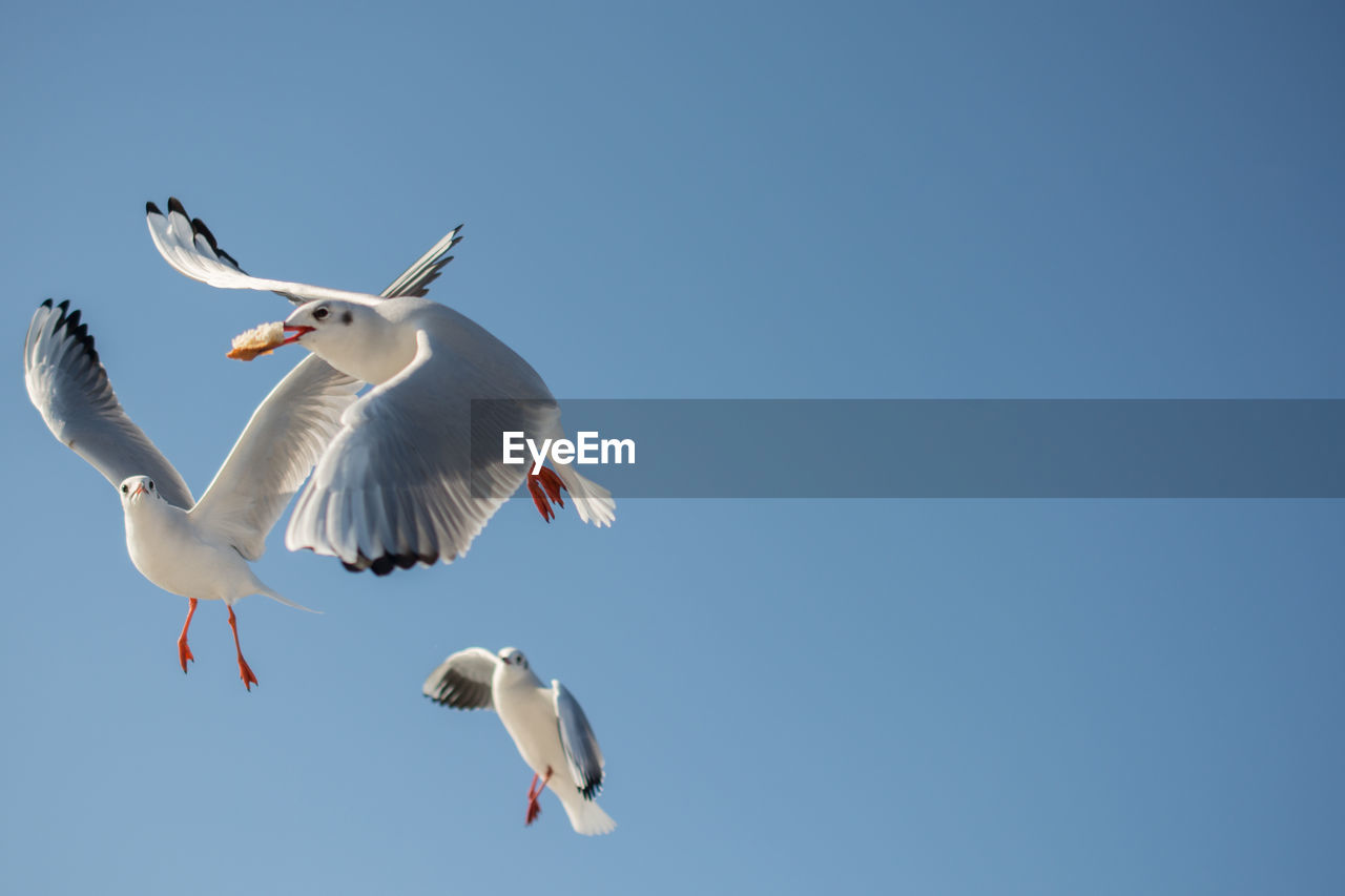 Low angle view of seagulls flying against blue sky during sunny day