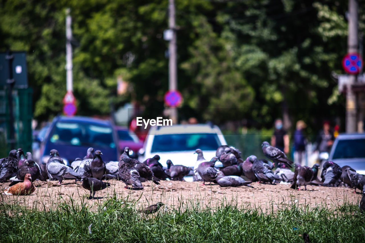 FLOCK OF BIRDS ON PLANTS