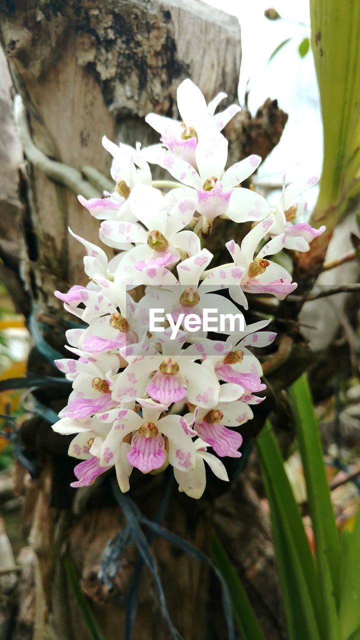 CLOSE-UP OF FLOWERS ON TREE