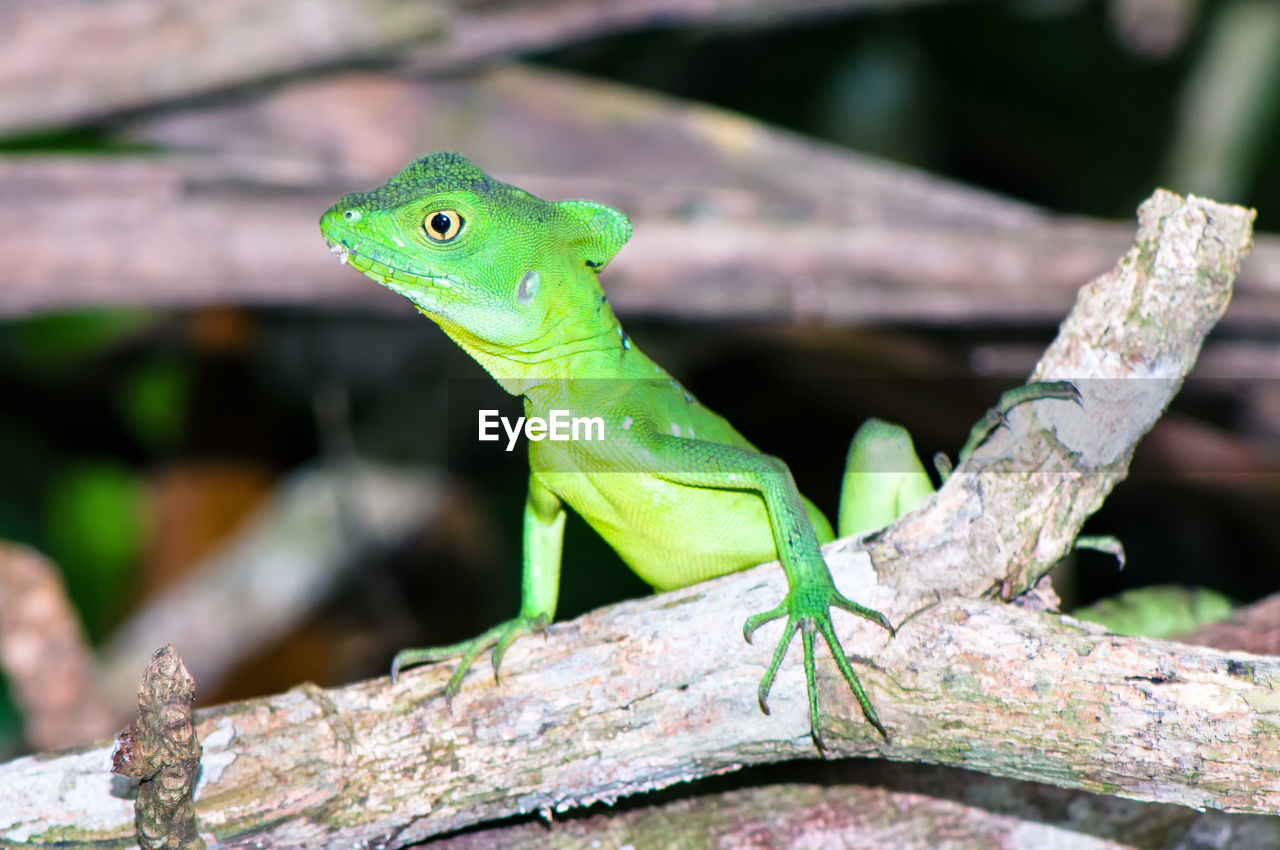 CLOSE-UP OF A LIZARD