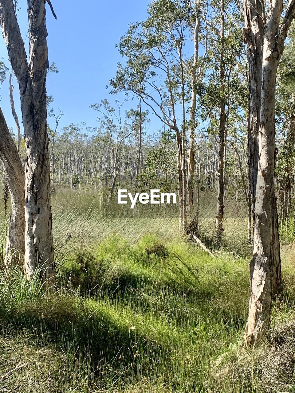 TREES GROWING ON FIELD