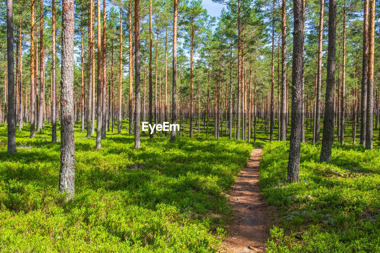 Panoramic view of pine trees in forest