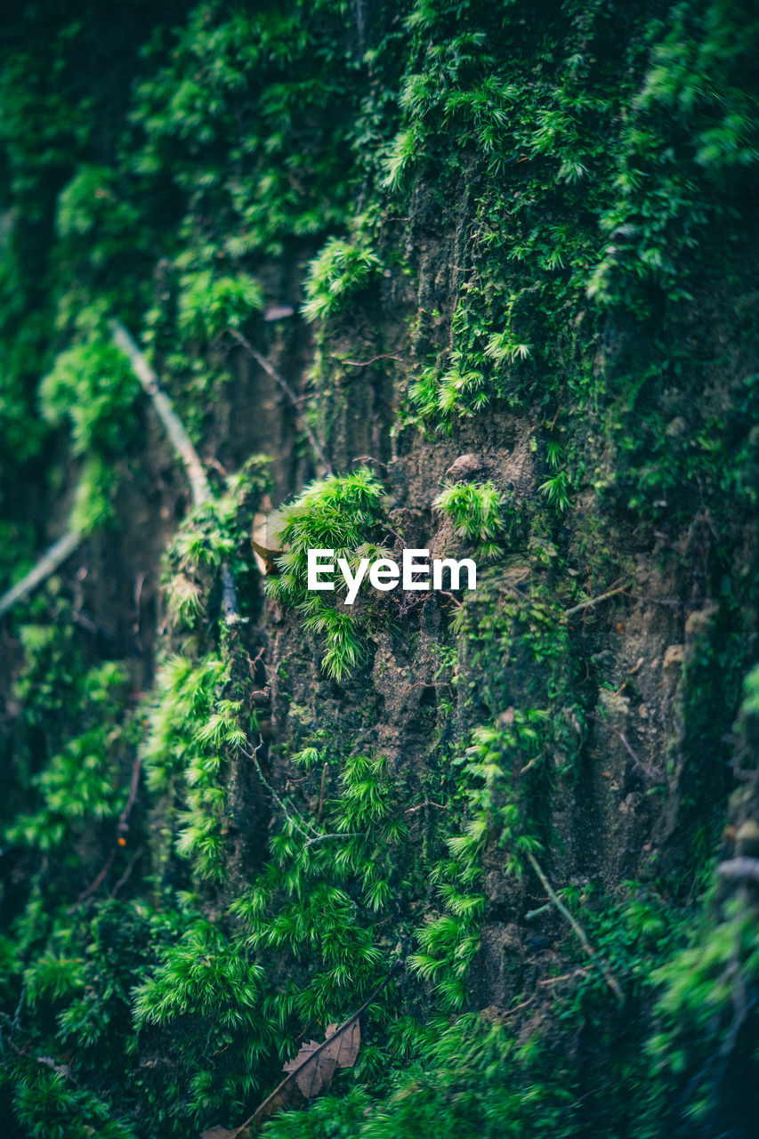 CLOSE-UP OF TREE TRUNKS IN FOREST