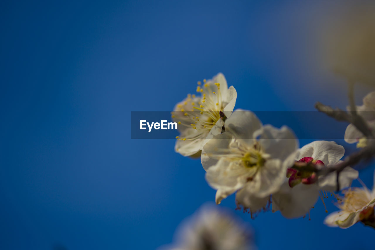 Plum blossom