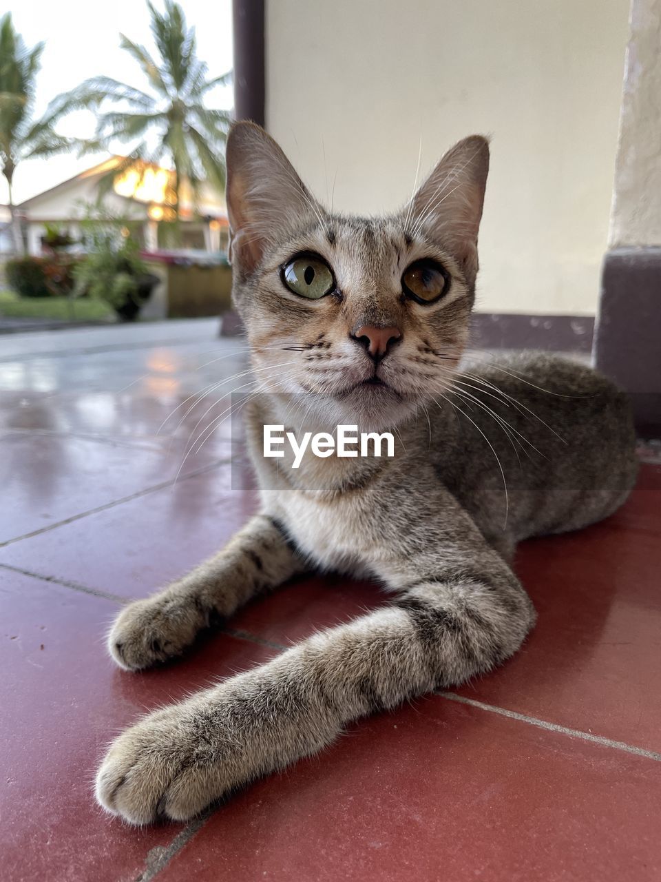 CLOSE-UP PORTRAIT OF CAT ON FLOOR