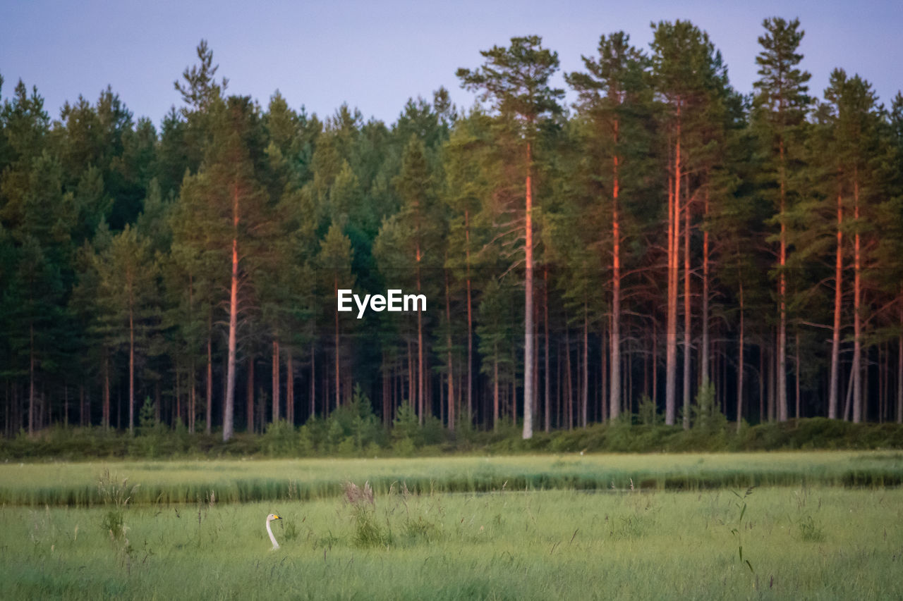 VIEW OF GREEN FOREST