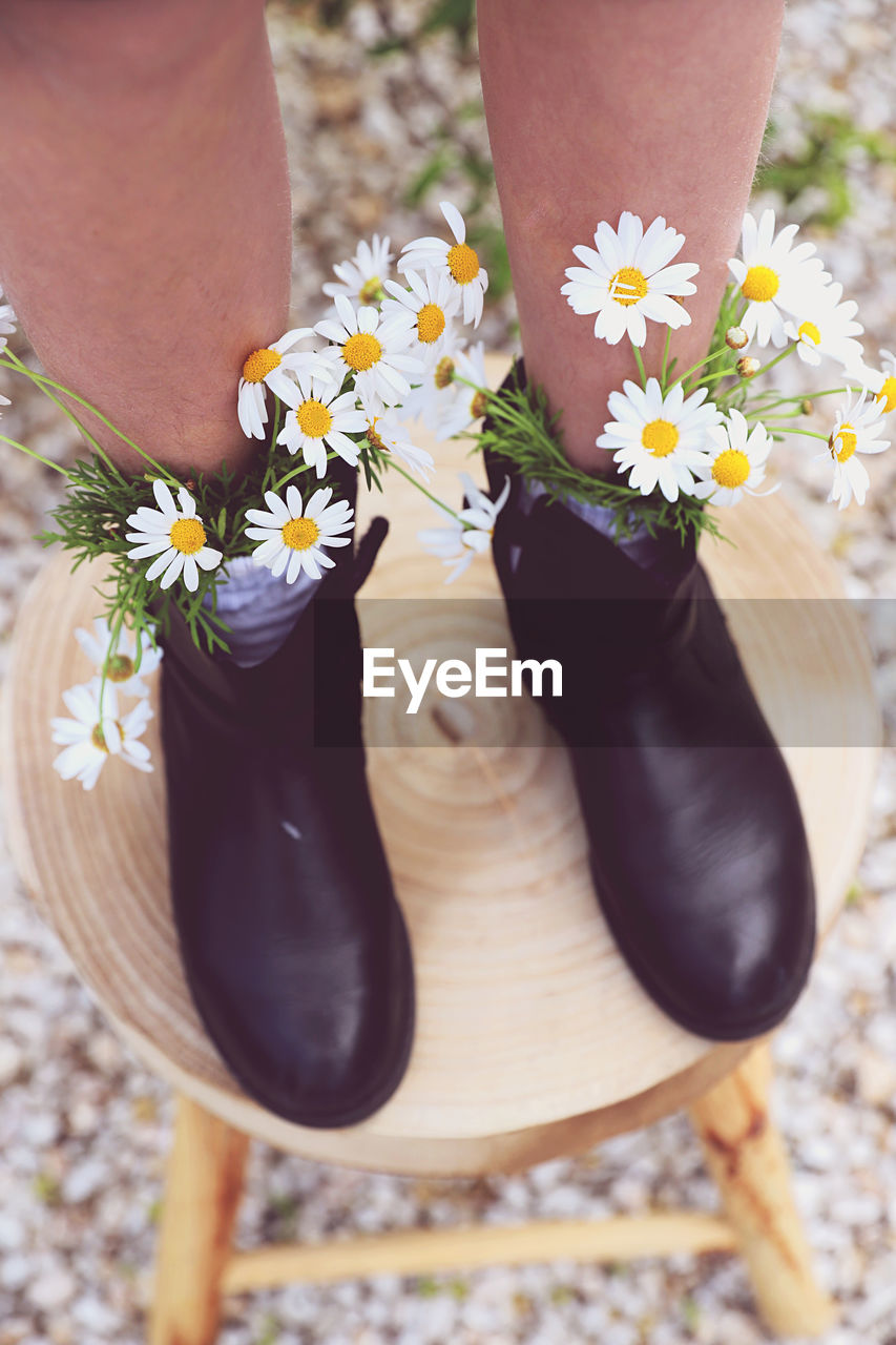 HIGH ANGLE VIEW OF DAISY FLOWERS ON PLANT